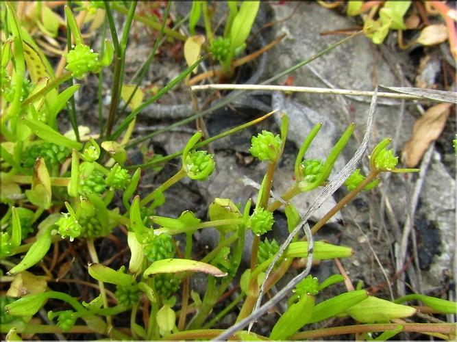 Ranunculus_nodiflorus2_MB