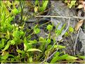 Ranunculus_nodiflorus2_MB