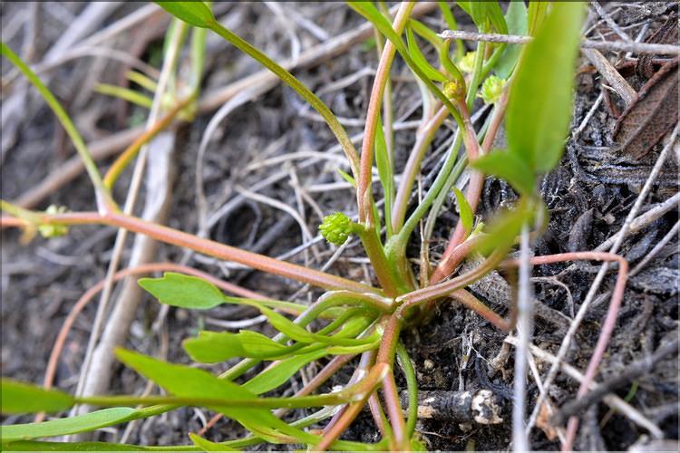 Ranunculus_nodiflorus2_SP