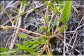 Ranunculus_nodiflorus2_SP