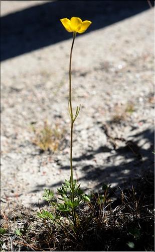 Ranunculus_paludosus_SP