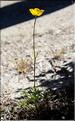 Ranunculus_paludosus_SP