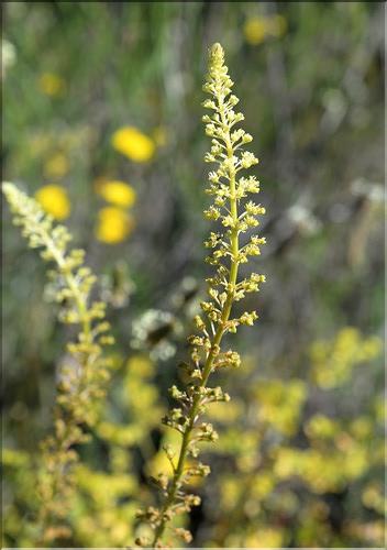 Reseda_lutea_SP