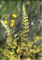 Reseda_lutea_SP