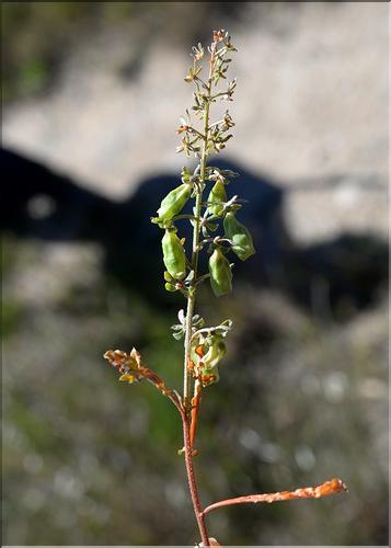 Reseda_phyteuma1_SP