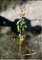 Reseda_phyteuma1_SP
