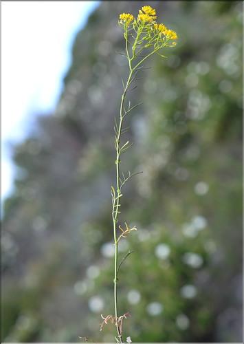 Rorippa_sp_SP