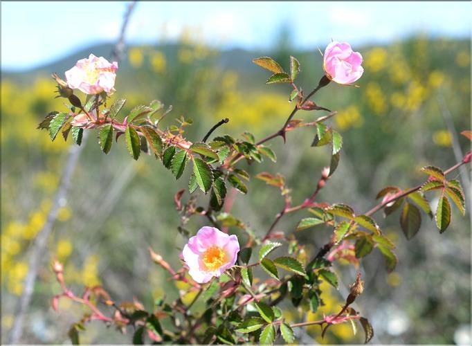 Rosa_sp_SP