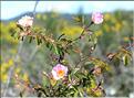 Rosa_sp_SP