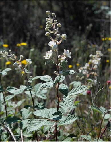 Rubus_canescens1_SP