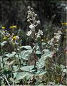 Rubus_canescens1_SP