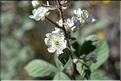 Rubus_canescens2_SP