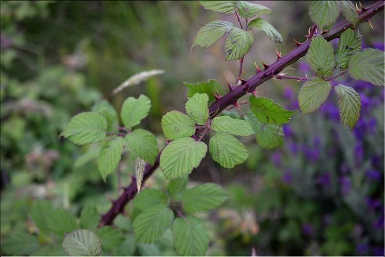 Rubus_ulmifolius1_SP