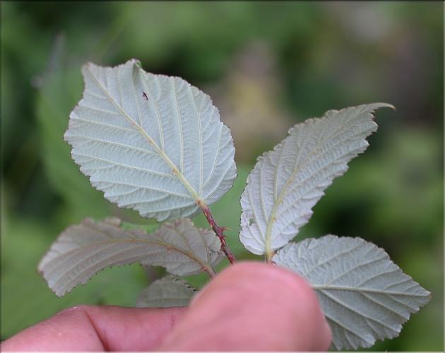 Rubus_ulmifolius2_SP