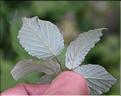 Rubus_ulmifolius2_SP