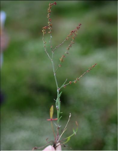 Rumex_acetosella_SP