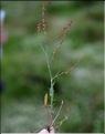 Rumex_acetosella_SP