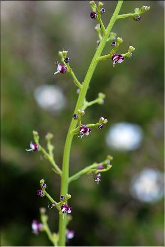Scrophularia_canina_SP