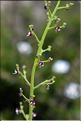 Scrophularia_canina_SP