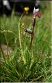 Serapias_lingua_SP