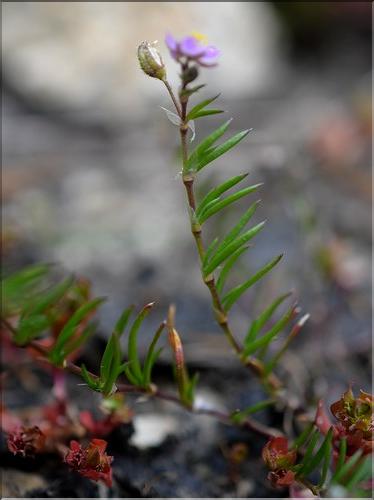 Spergula_bocconii_SP
