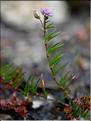 Spergula_bocconii_SP