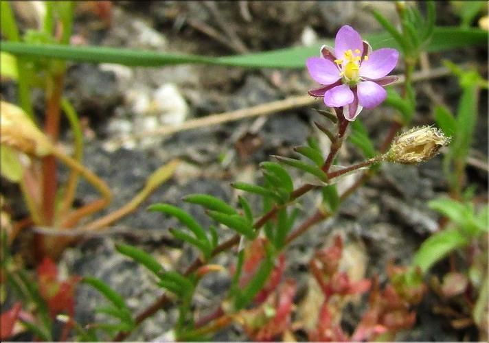 Spergularia_bocconii2_MB