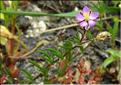 Spergularia_bocconii2_MB