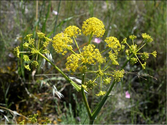Thapsia_villosa_SP