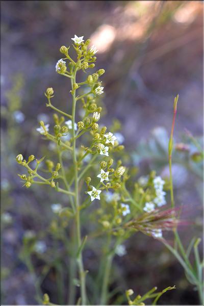 Thesium_humifusum_divaricatum2_SP