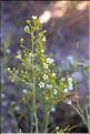 Thesium_humifusum_divaricatum2_SP