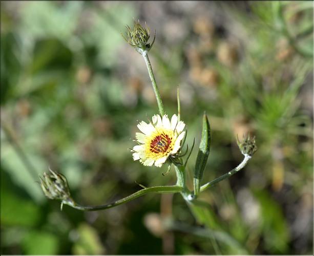 Tolpis_umbellata_SP