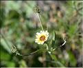 Tolpis_umbellata_SP