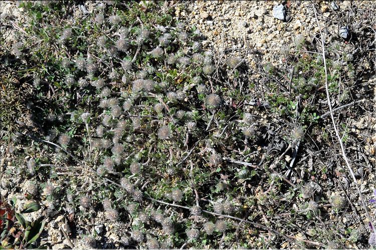 Trifolium_cherleri1_SP