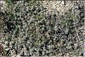Trifolium_cherleri1_SP