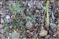 Trifolium_cherleri2_SP