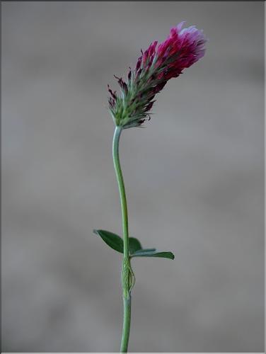 Trifolium_incarnatum_SP
