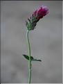Trifolium_incarnatum_SP