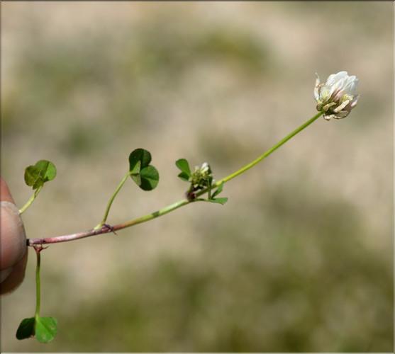 Trifolium_nigrescens_SP