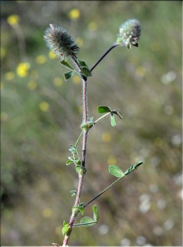 Trifolium_sylvaticum_SP