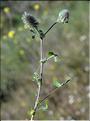 Trifolium_sylvaticum_SP