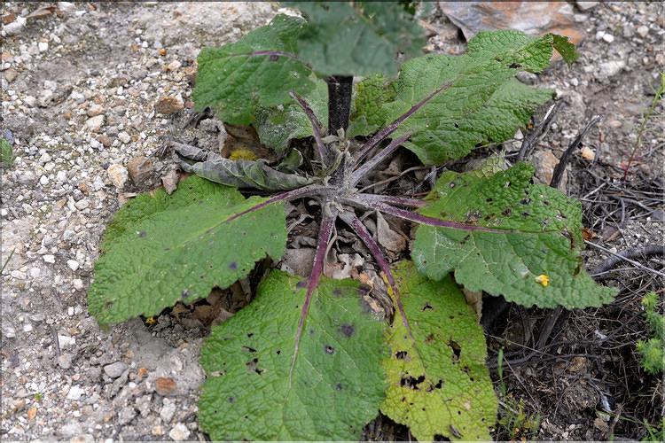 Verbascum_boerhavii1_SP