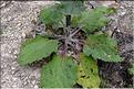 Verbascum_boerhavii1_SP