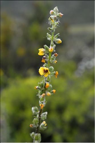 Verbascum_boerhavii2_SP
