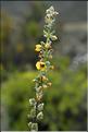 Verbascum_boerhavii2_SP