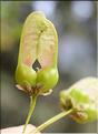 Acer_monspessulanum1_SP