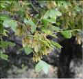 Acer_monspessulanum2_SP