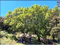 Acer_monspessulanum3_XL