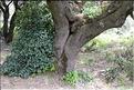 Acer_monspessulanum4_SP