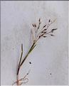 Aira_caryophyllea1_SP